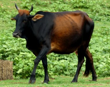 Female zebu cattle (cropped) photo