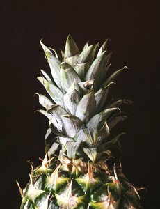 Pineapple nature pinapple
