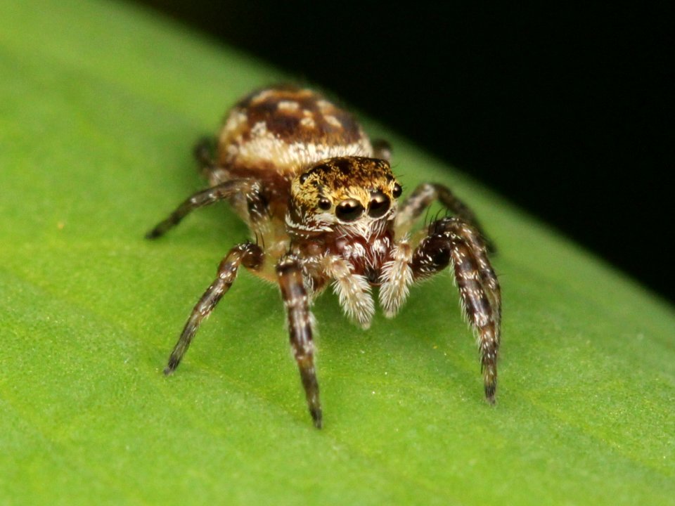 Female Pelegrina proterva 04