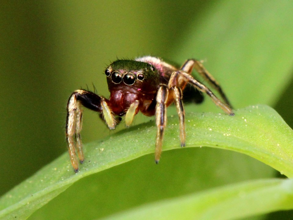 Female Tutelina elegans 03