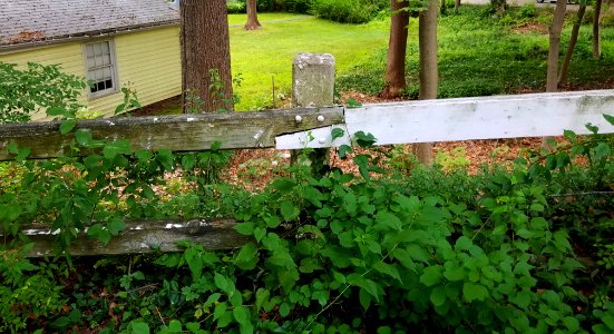 Fence - Arlington, MA - 20200715 085345