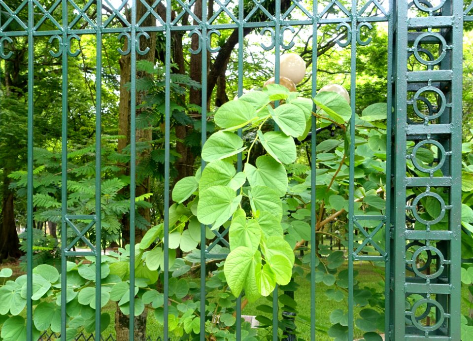Fence - Hanoi Botanical Garden - Hanoi, Vietnam - DSC03535