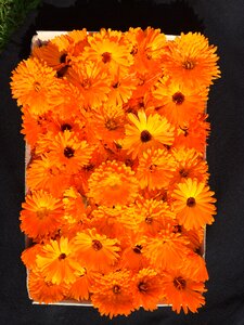 Flower plant nature