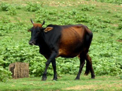 Female zebu cattle photo