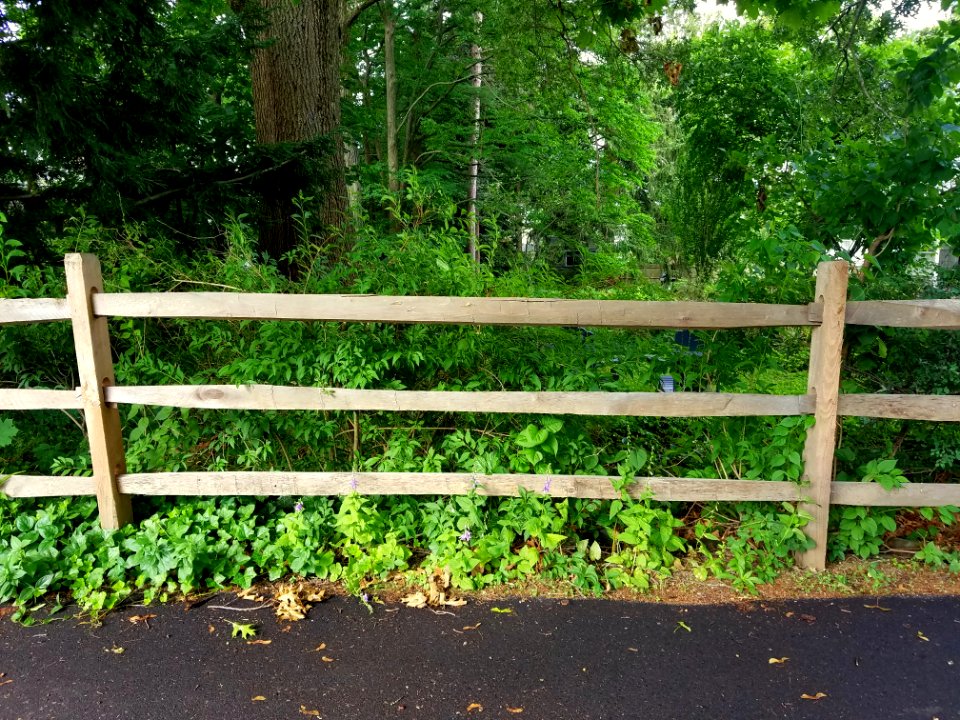 Fence - Arlington, MA - 20200711 084444