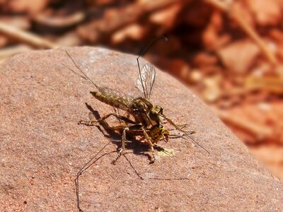 Fly predatory fly devouring a típula predation