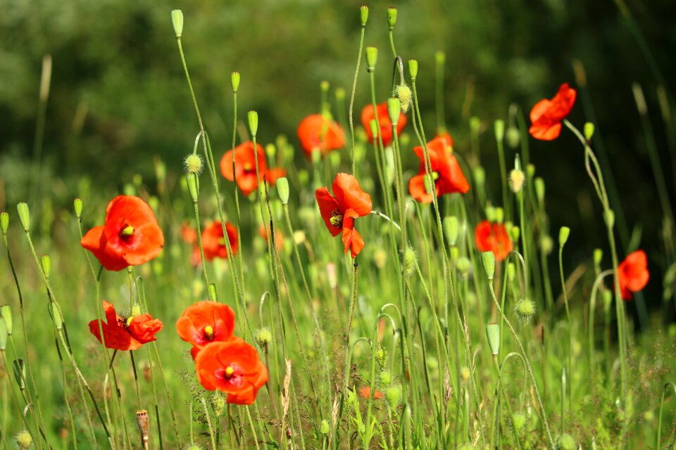 Blossom bloom poppy garden