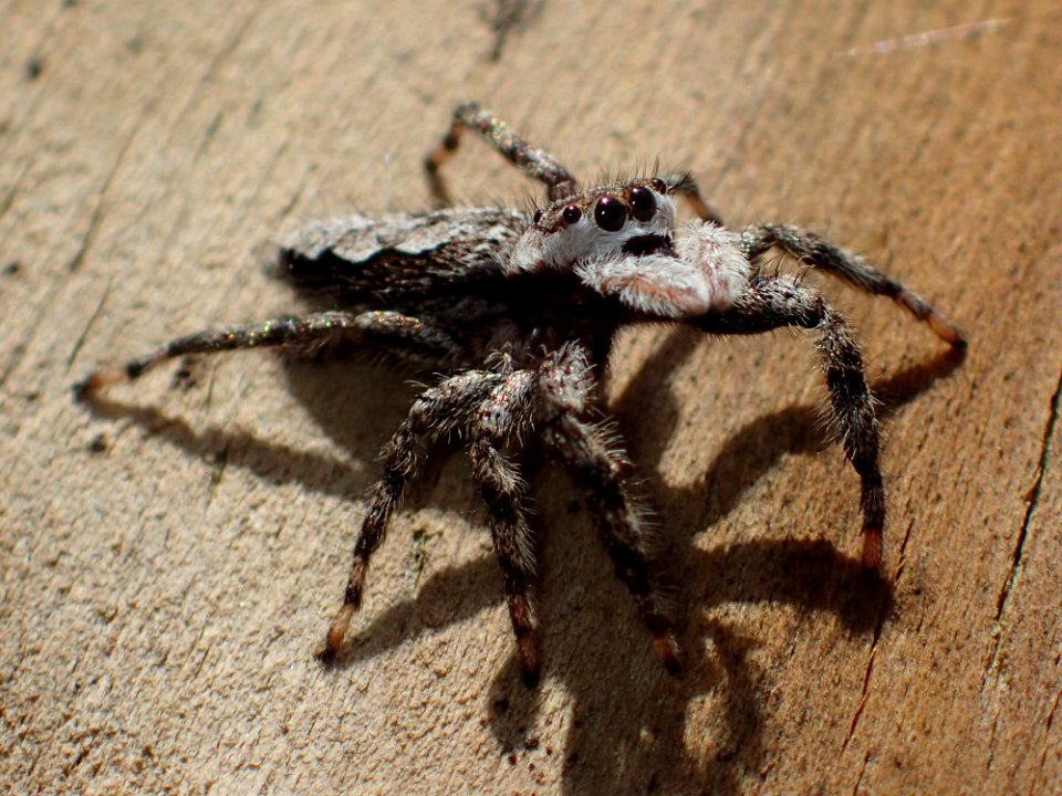 Female Platycryptus undatus 02