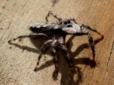 Female Platycryptus undatus 02