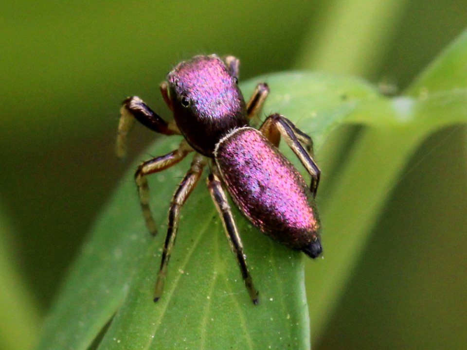 Female Tutelina elegans 01