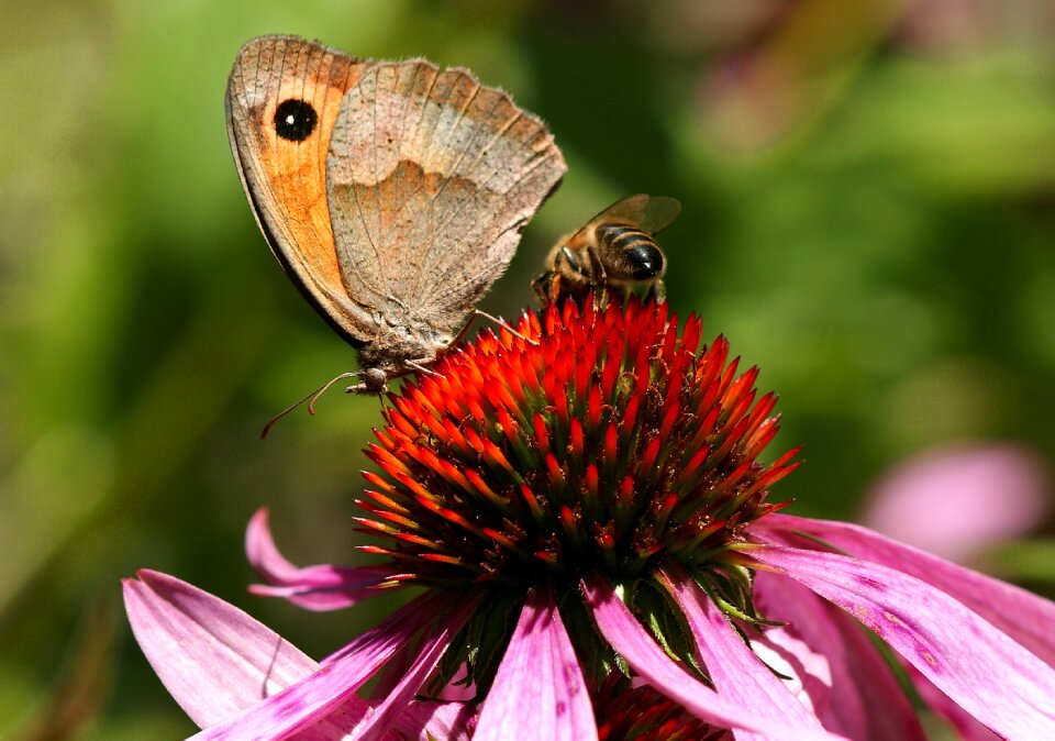 Insect blossom bloom