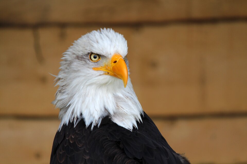 Bird bird of prey raptor