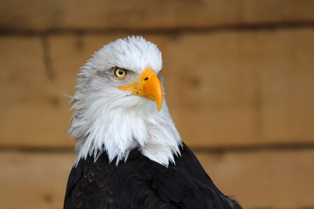 Bird bird of prey raptor photo