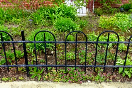 Fence - Arlington, MA - DSC01227