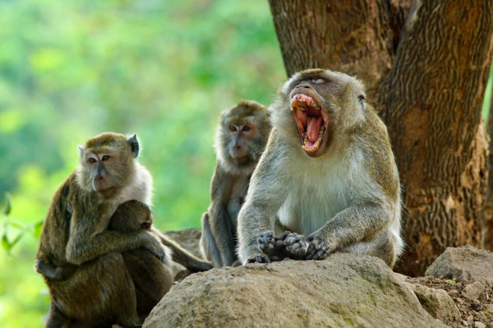 Animals monkey romantic