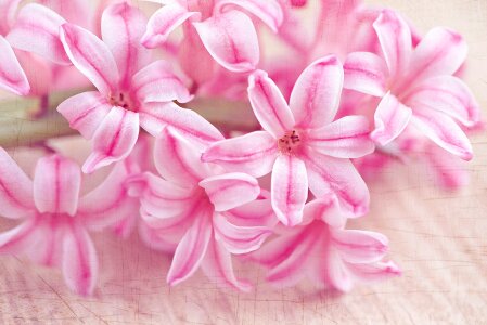 Pink spring flower schnittblume photo