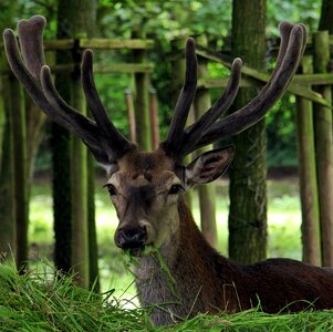 Antler antler carrier forest