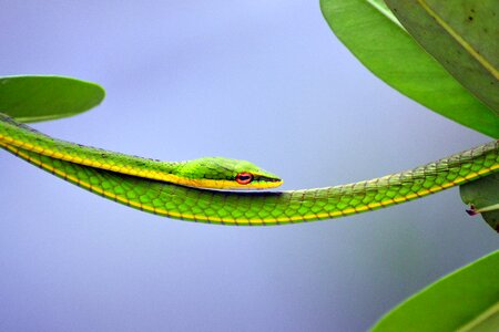 Steady snake blue snake