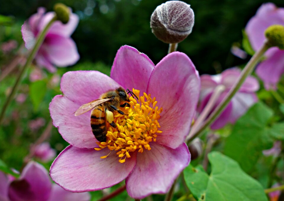 Blossom bee in flower petal