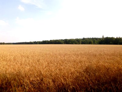 Feld sükow 1