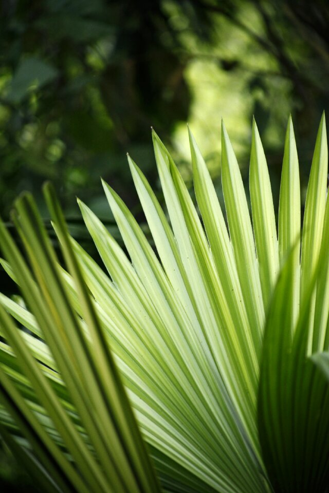 Focus garden green