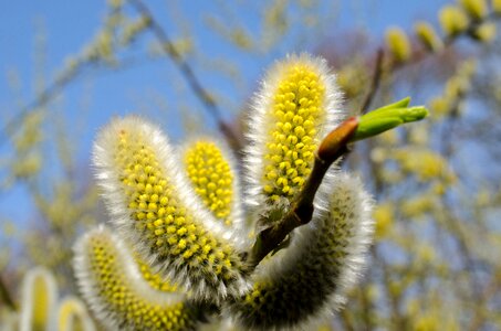 Pollen allergy blossom