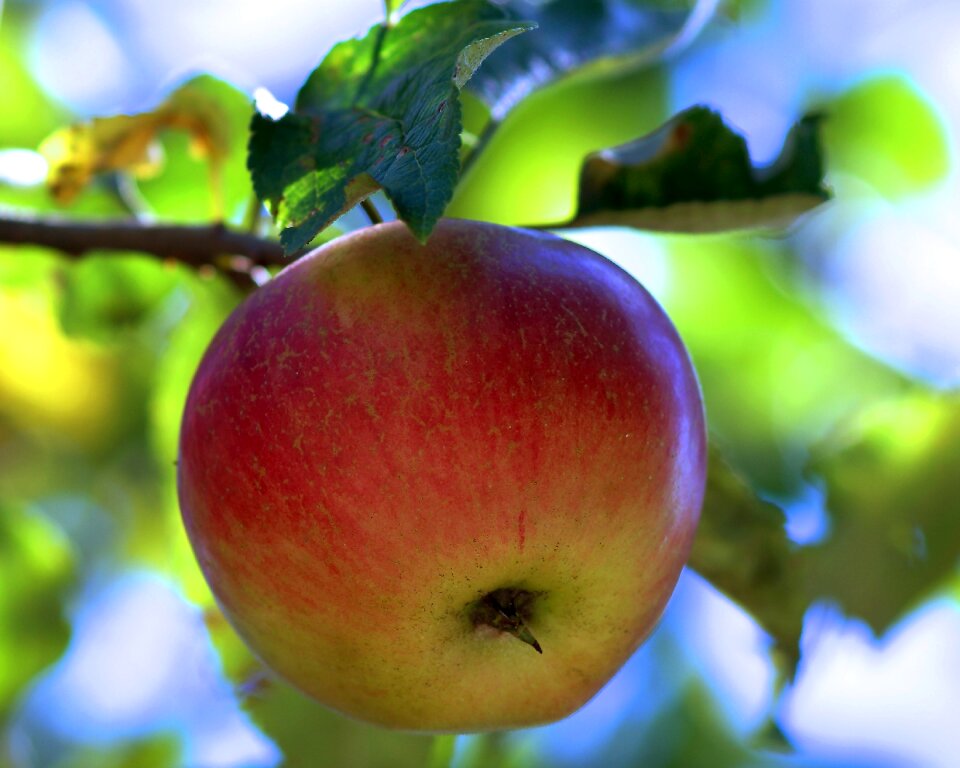 Fresh vitamins red apple