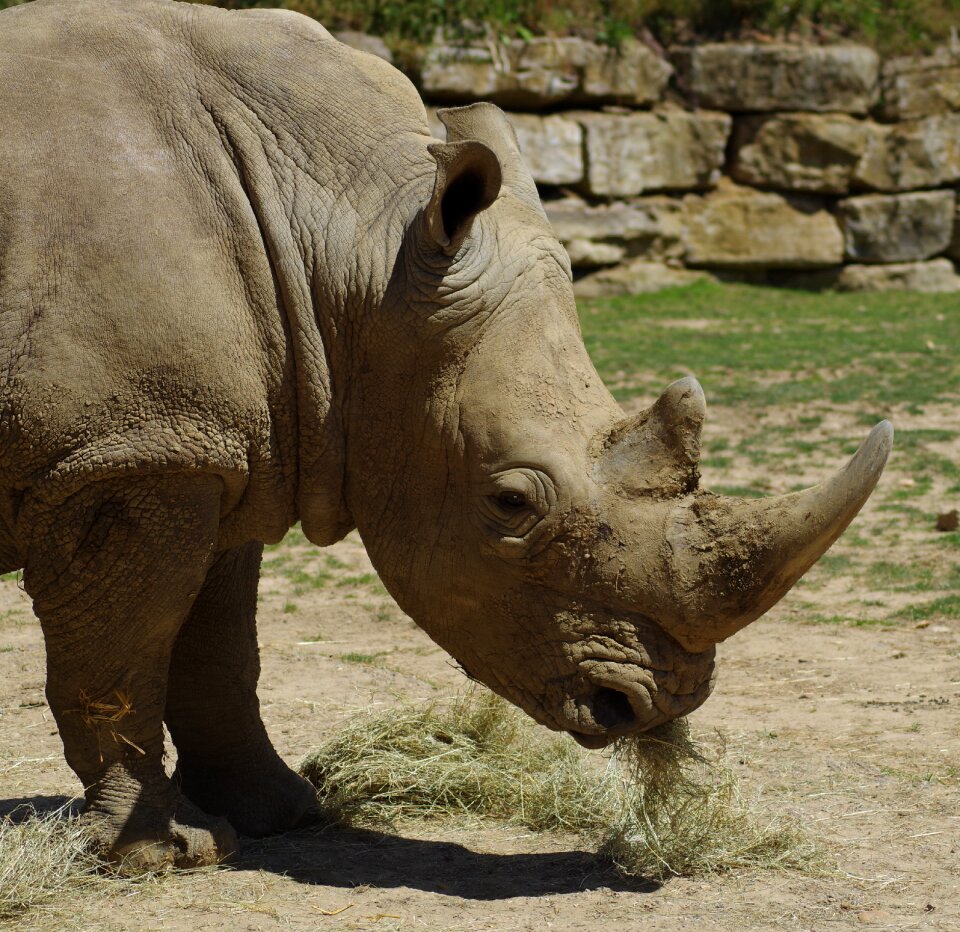 Africa wild animal wrinkles