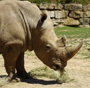 Africa wild animal wrinkles