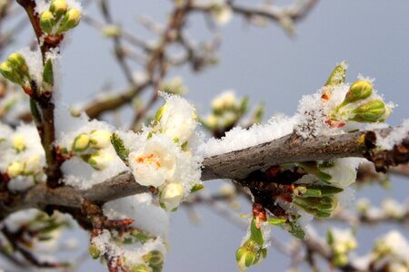 Bud leaves blossom