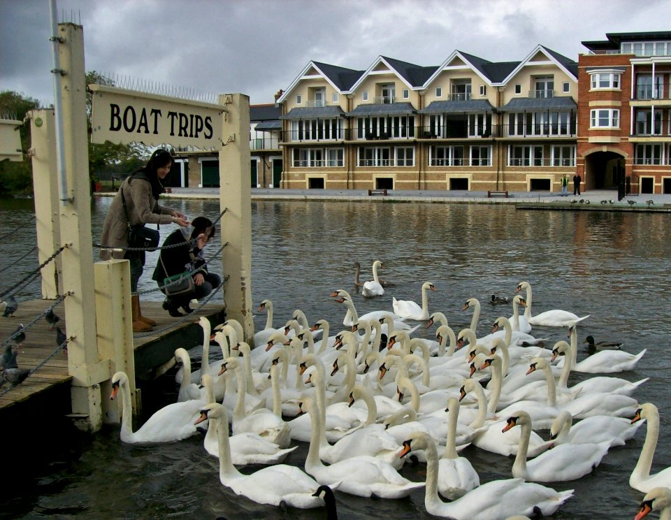 Feeding the swans at Windsor