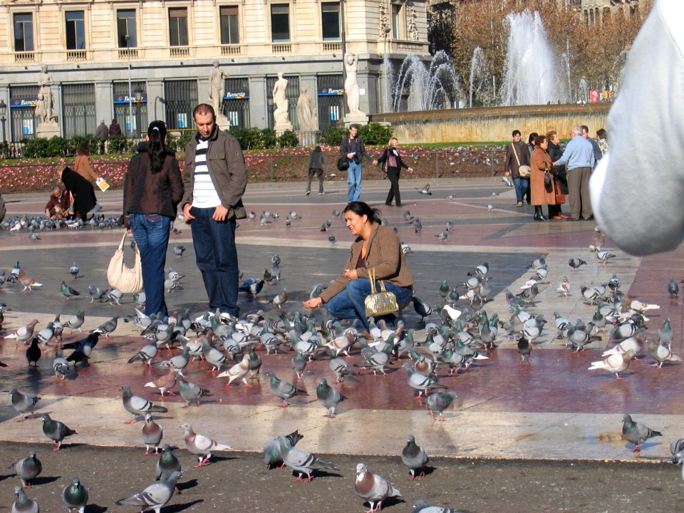 Feeding pigeons, Barcelona