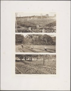 Fed. Malay States. Boven Clearing Jungle. Midden Seed planting. Onder Nurser…, Bestanddeelnr 844 25