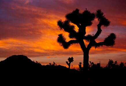 Silhouettes desert nature photo