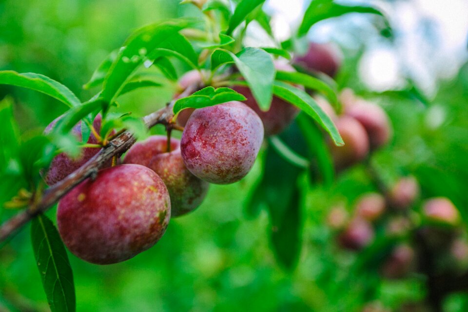 Pearl lee plum guangxi