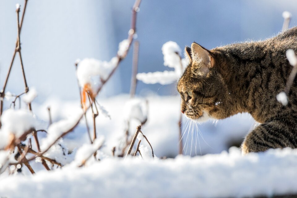 Domestic cat pet sneak up on