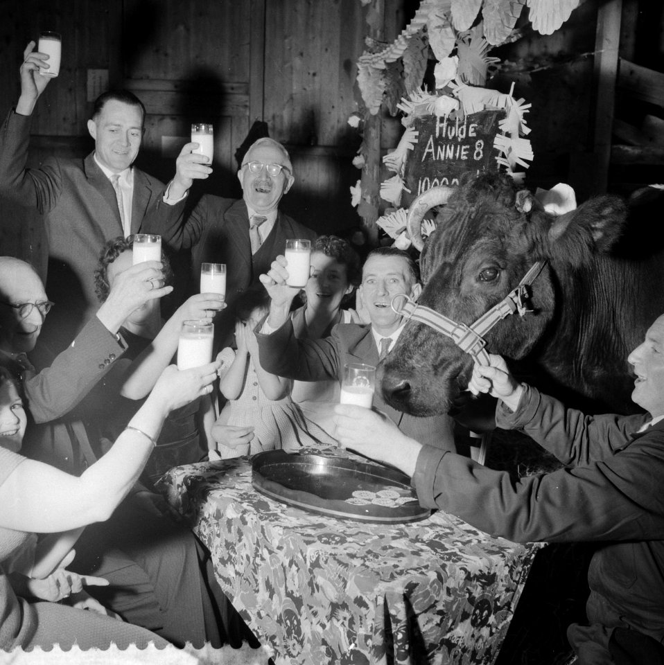 Feest bij boer Kover in Oterleek, Annie leverde 100000st liter melk, Bestanddeelnr 911-0265