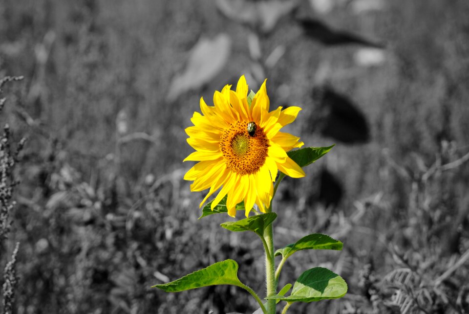 Meadow nature yellow