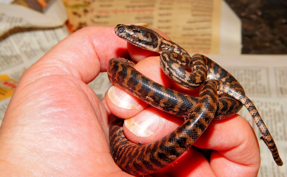 1 day old freshly hatched breeding
