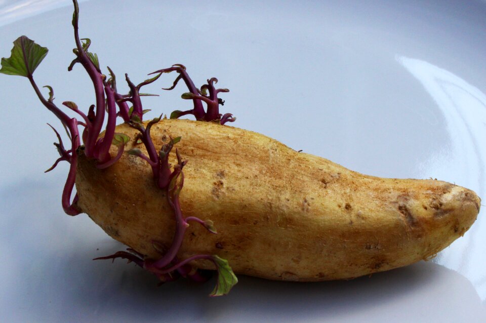 Food seed organic