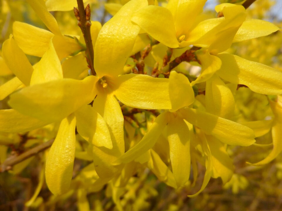 Bush yellow flower spring flower