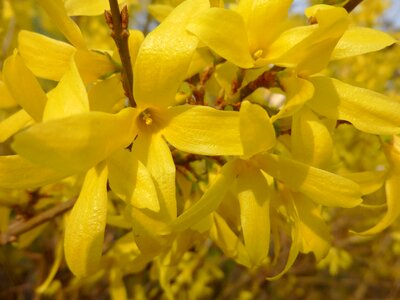 Bush yellow flower spring flower