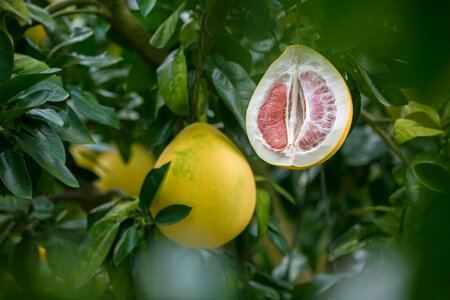 Honey pomelo grapefruit fujian photo