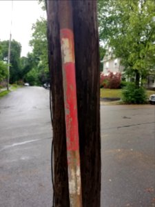Fire alarm pole - Utility pole - Arlington, MA - 20200630 091136