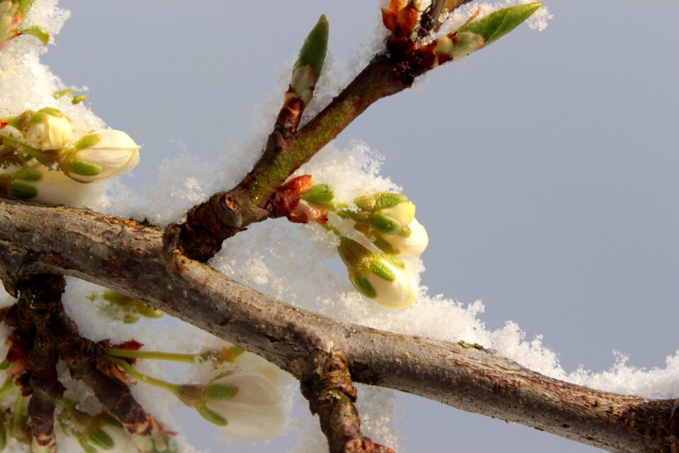 Bud blossom leaves