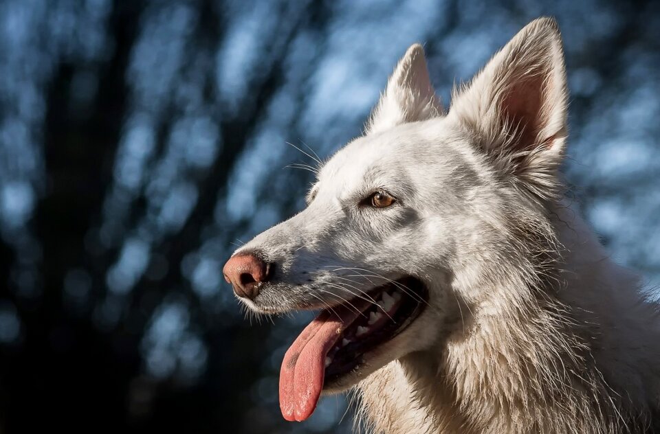 White domestic animal portrait