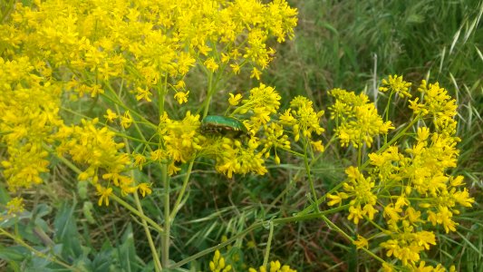 Fiori gialli, insetto verde - 6 May 2017