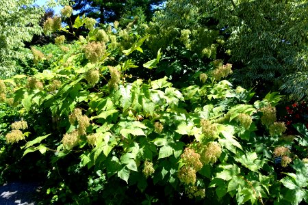 Filipendula camtschatica - Coastal Maine Botanical Gardens - DSC03095