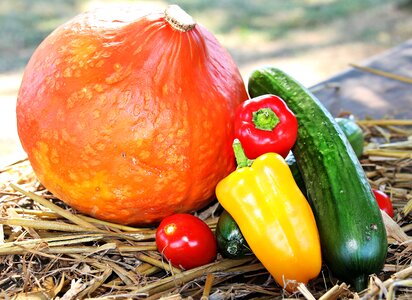 Cucumber tomato autumn