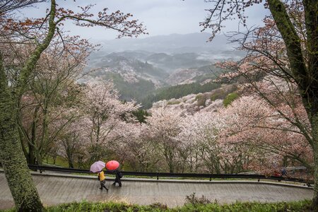 Yoshino wild cherry spring